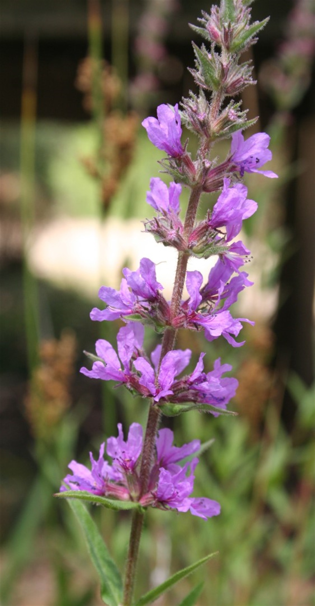 Lythrum salicaria Yarra Ranges Local Plant Directory