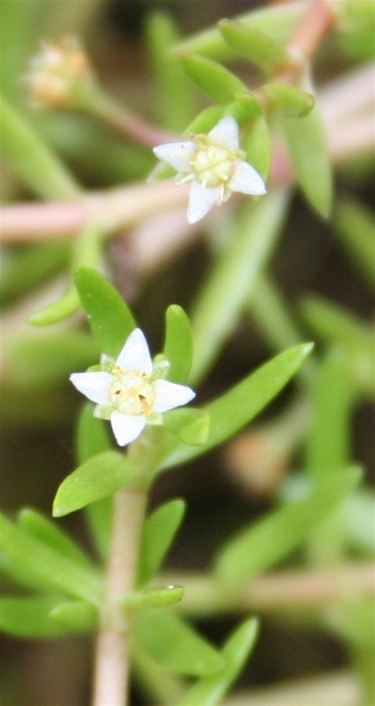 Crassula helmsii Yarra Ranges Local Plant Directory