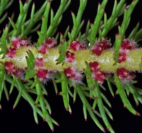 Myriophyllum crispatum Yarra Ranges Local Plant Directory