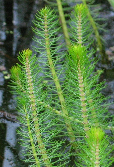 Myriophyllum crispatum Yarra Ranges Local Plant Directory