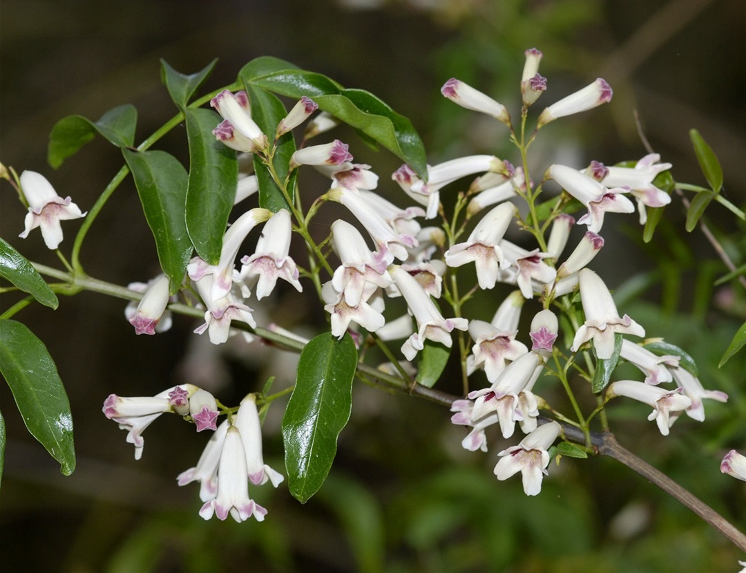 Pandorea pandorana ssp. pandorana Yarra Ranges Local Plant Directory