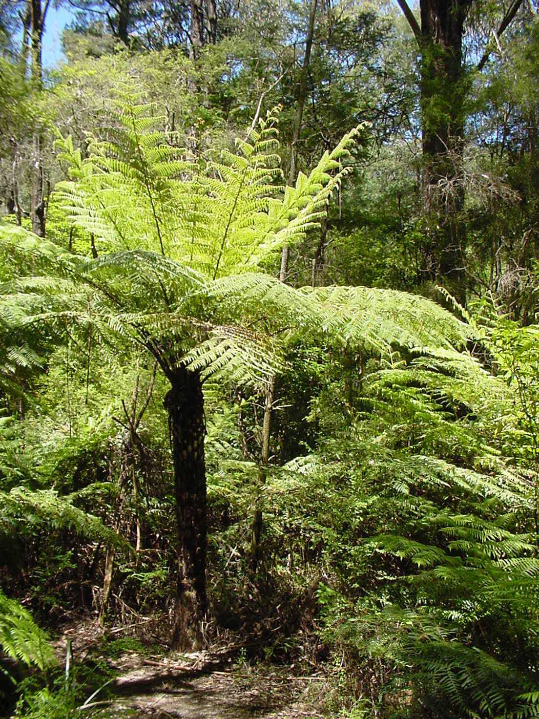 Cyathea australis Yarra Ranges Local Plant Directory