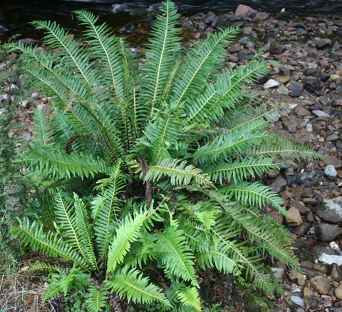 Blechnum nudum Yarra Ranges Local Plant Directory