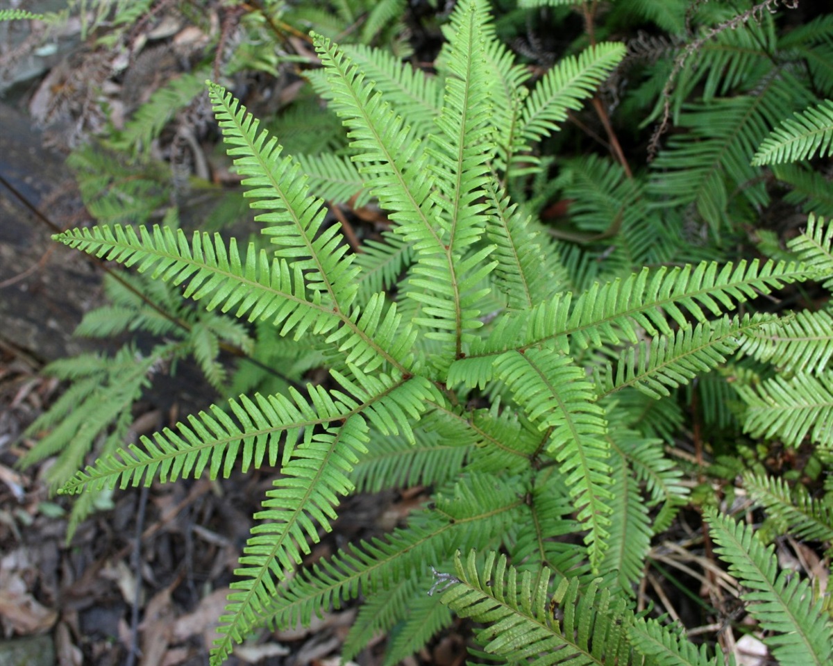 Sticherus lobatus Yarra Ranges Local Plant Directory