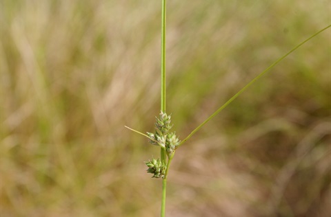 Grasses, Rushes & Sedges Yarra Ranges Local Plant Directory