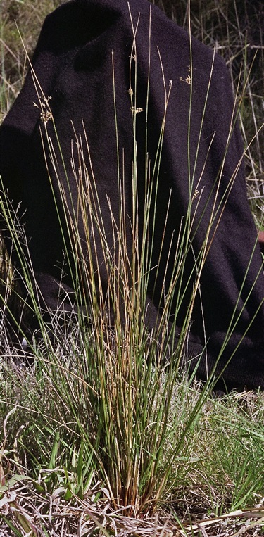 Juncus subsecundus Yarra Ranges Local Plant Directory