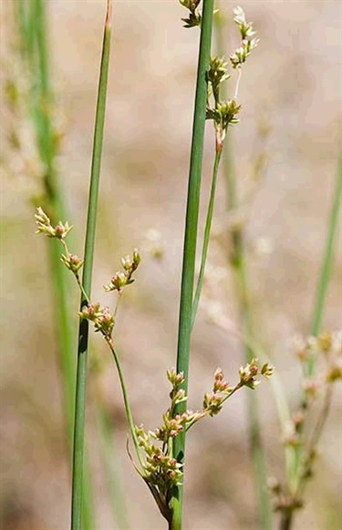 Juncus subsecundus Yarra Ranges Local Plant Directory