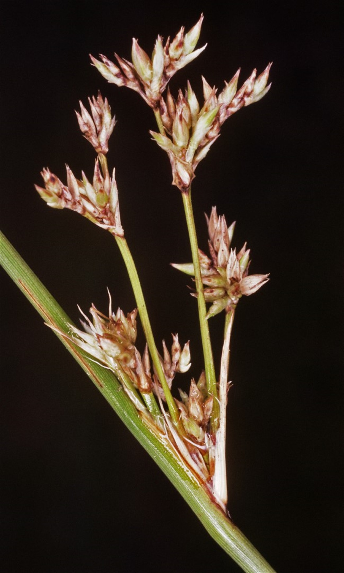 Juncus subsecundus Yarra Ranges Local Plant Directory