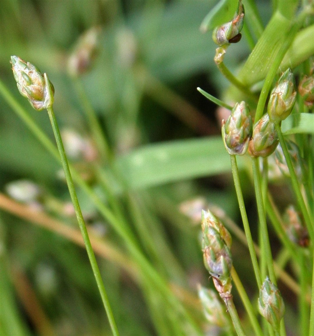 Isolepis cernua Yarra Ranges Local Plant Directory