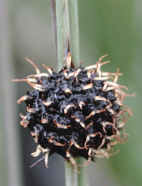 Chorizandra enodis Yarra Ranges Local Plant Directory