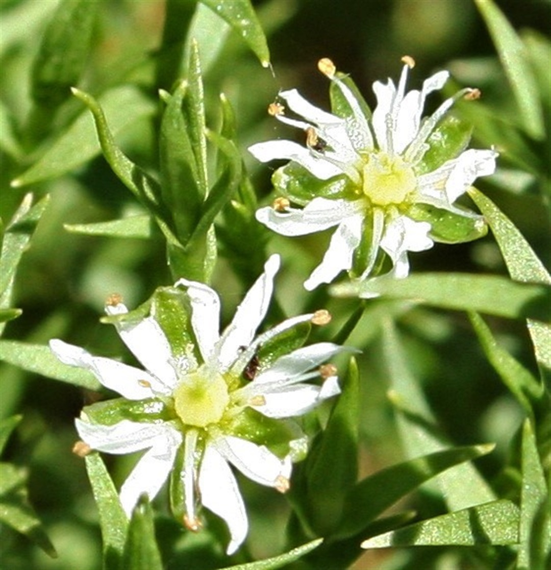 Stellaria angustifolia ssp. tenella Yarra Ranges Local Plant Directory