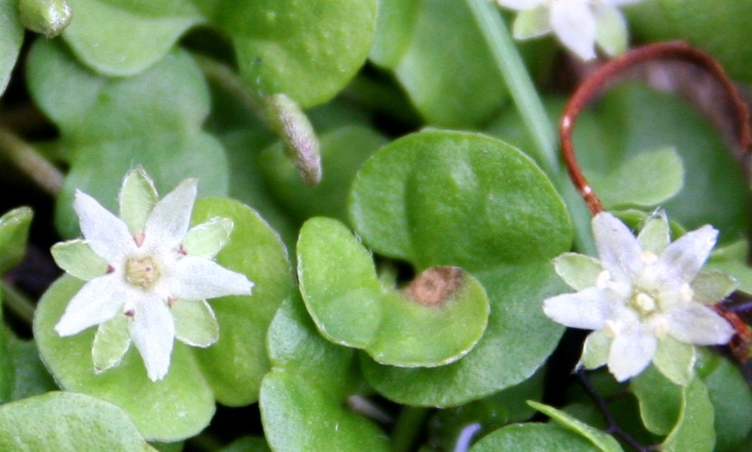 dichondra