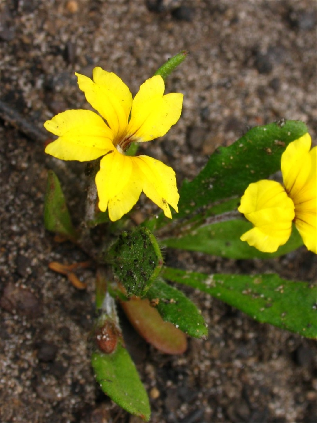 Goodenia geniculata Yarra Ranges Local Plant Directory