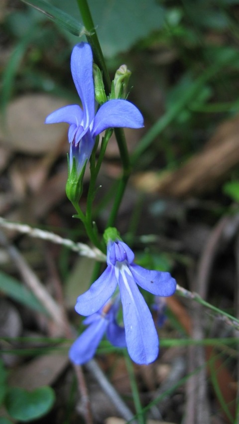 Lobelia gibbosa Yarra Ranges Local Plant Directory