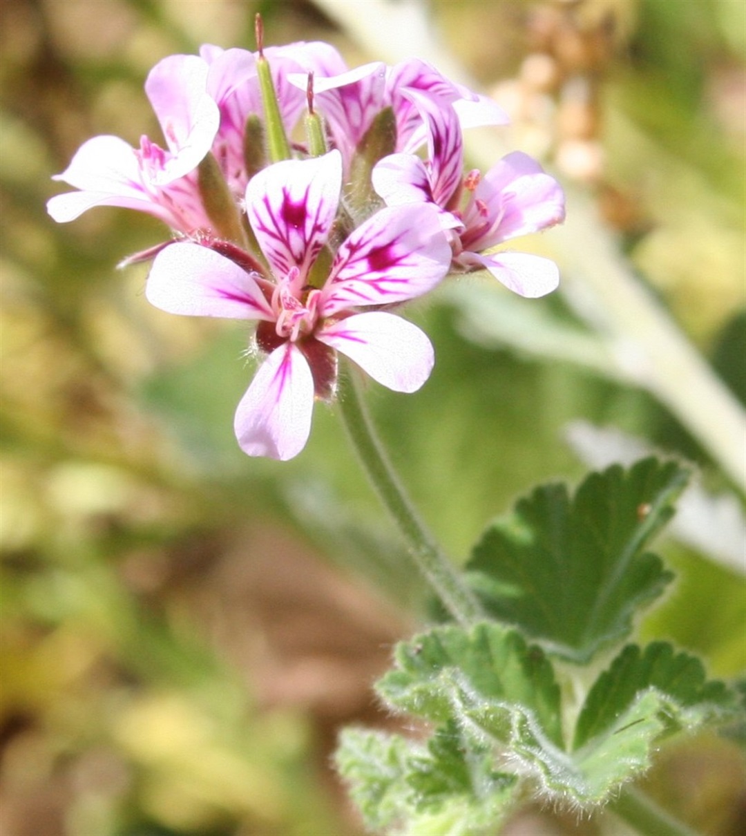 Pelargonium Australe Yarra Ranges Local Plant Directory