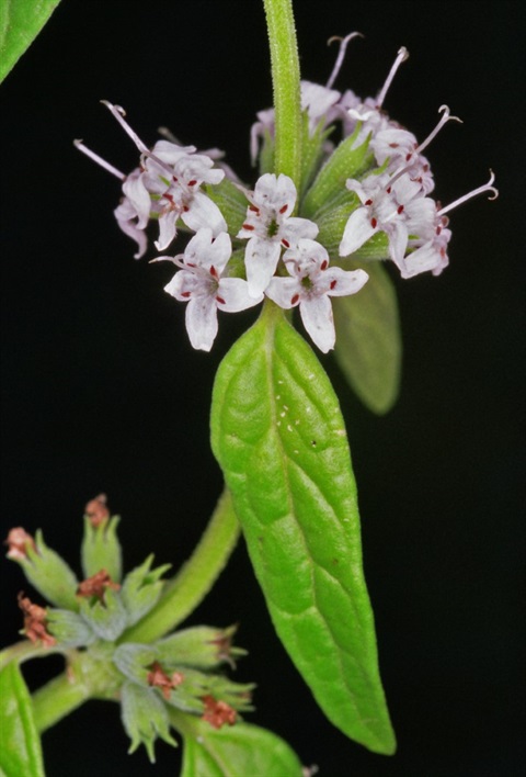 Mentha australis Yarra Ranges Local Plant Directory