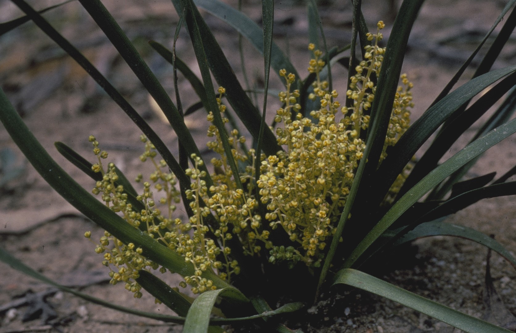 TÌNH YÊU CÂY CỎ ĐV4 - Page 89 446b-1-lomandra-filiformis-ssp.-coriacea-hab-2-marilyn-gray