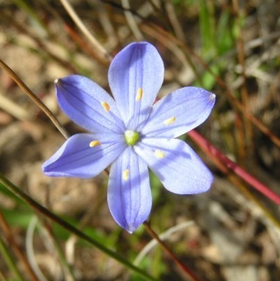 Chamaescilla corymbosa Yarra Ranges Local Plant Directory