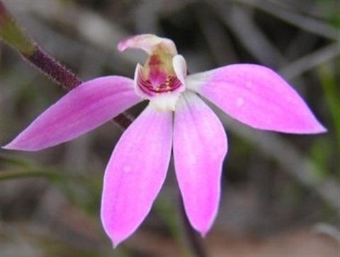 TÌNH YÊU LAN 3 - Page 66 482b-2-caladenia-carnea-pink-fingers-photo-by-barry-sheffield