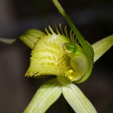 TÌNH YÊU LAN 3 - Page 72 485b-2-caladenia-flavovirens-colin-mischa-rowan