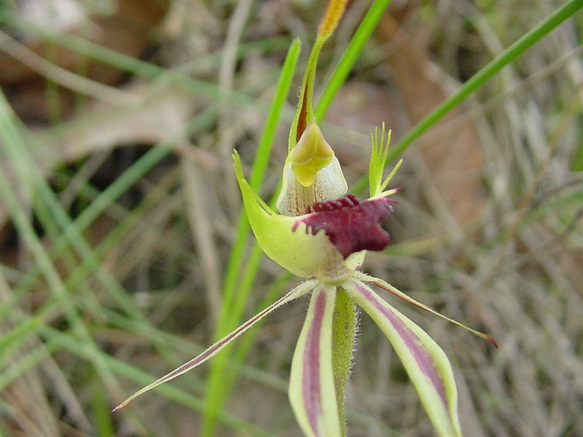 TÌNH YÊU LAN 3 - Page 80 489b-2-caladenia-parva-green-comb-owen-g-orchid