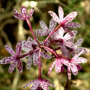 Lan Đào Viên 5 - Page 100 937b-1-dipodium-campanulatum-colin-rowan