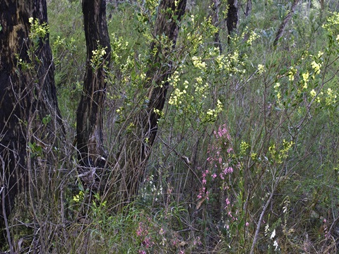 22 Silver Leaf Stringybark Heathy Woodland Evc 48 Yarra Ranges Local Plant Directory