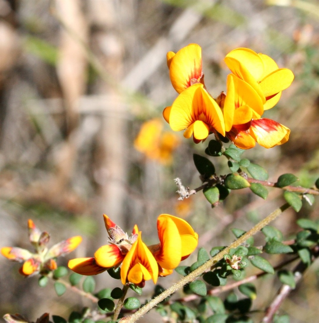 Pultenaea gunnii ssp. gunnii Yarra Ranges Local Plant Directory