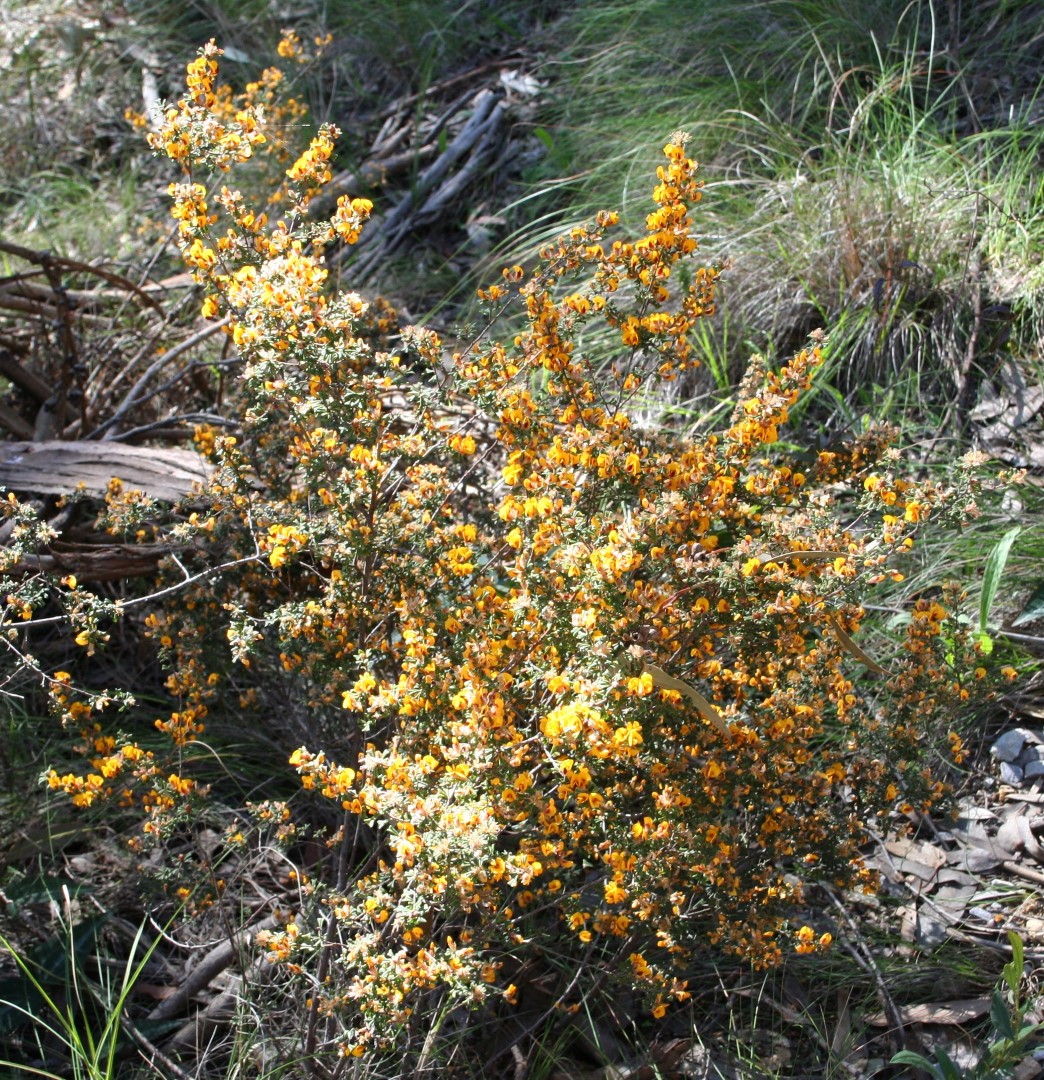 Pultenaea Scabra Yarra Ranges Local Plant Directory