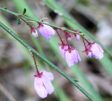 Tetratheca ciliata Yarra Ranges Local Plant Directory