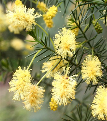 Acacia verticillata ssp. verticillata Yarra Ranges Local Plant Directory