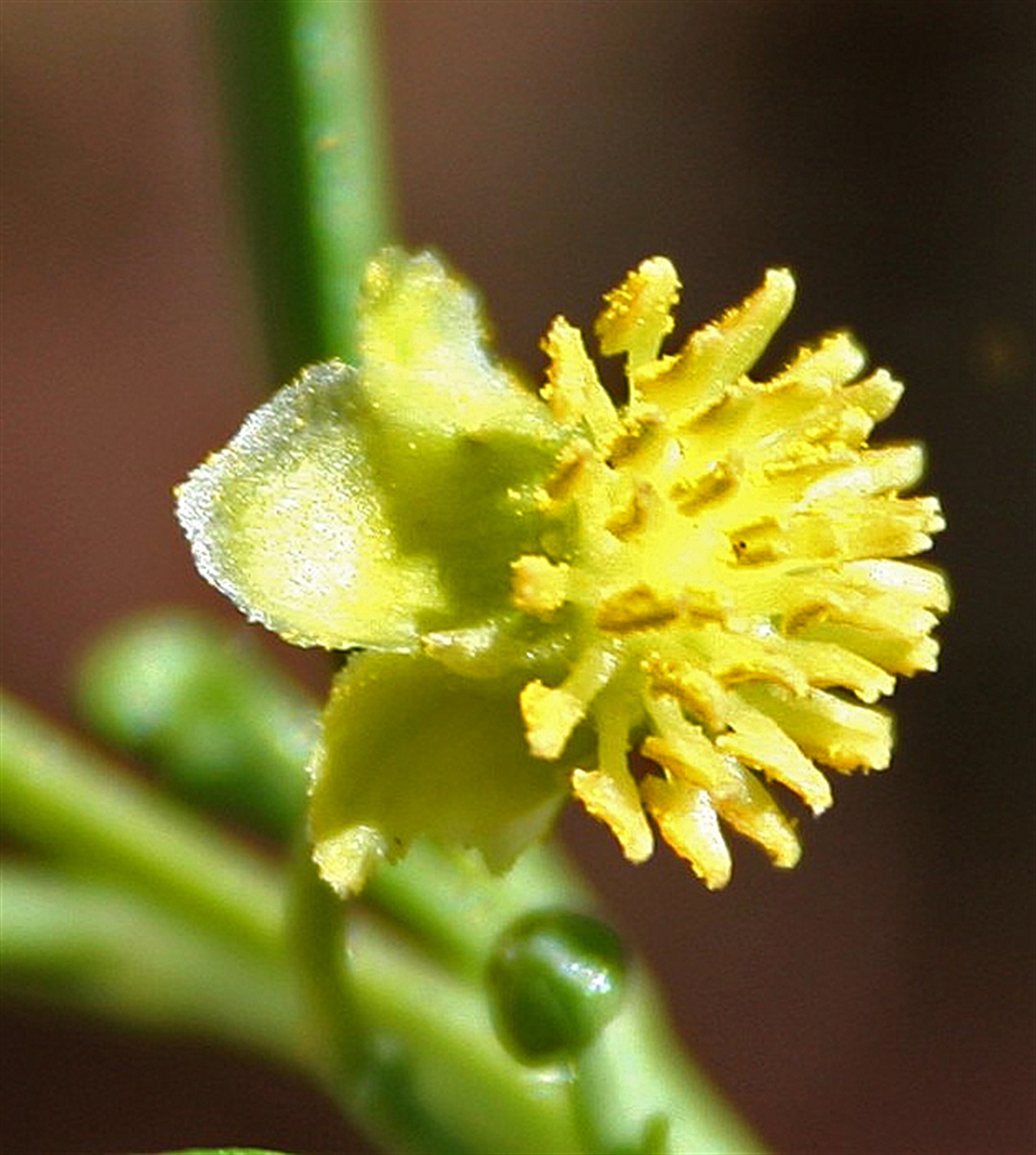 Beyeria viscosa Yarra Ranges Local Plant Directory