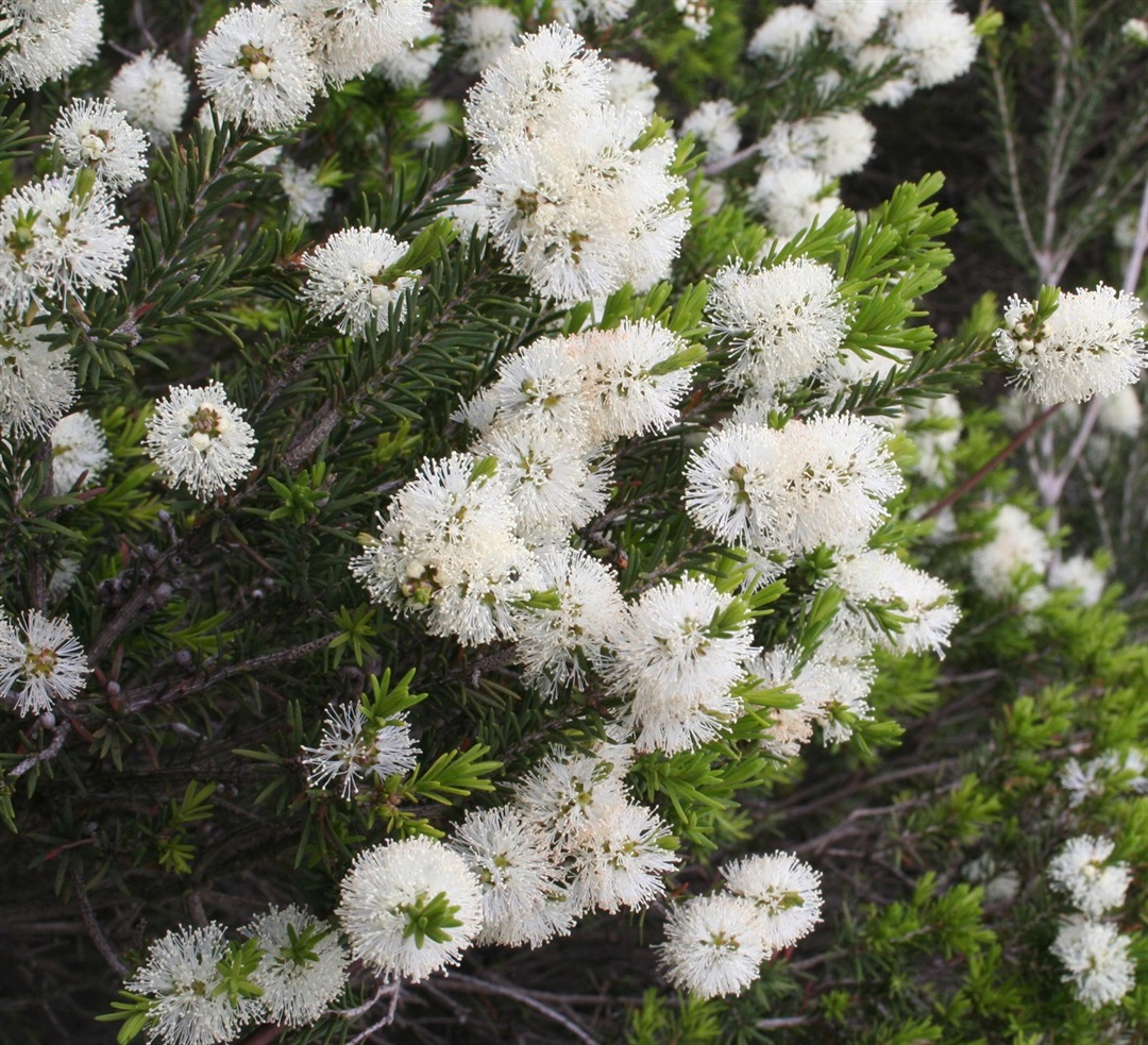 melaleuca-ericifolia-yarra-ranges-local-plant-directory