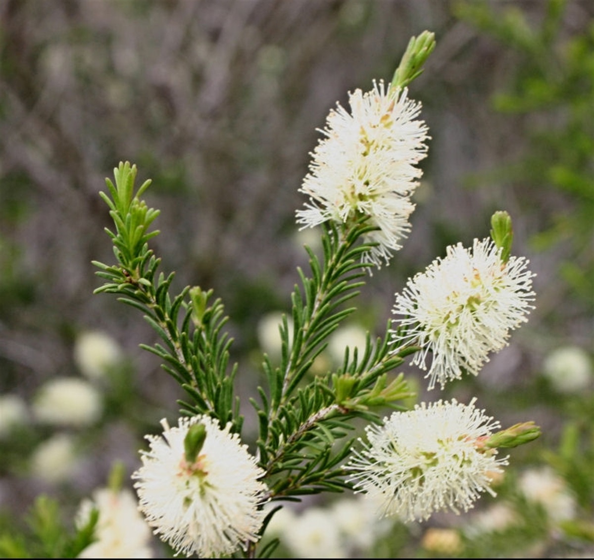 Melaleuca parvistaminea Yarra Ranges Local Plant Directory