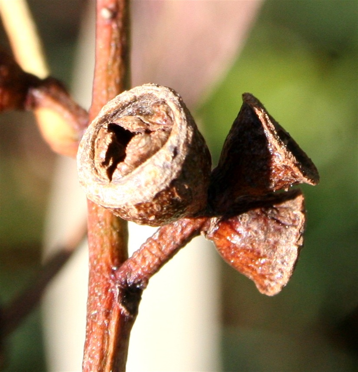 Eucalyptus pauciflora ssp. pauciflora Yarra Ranges Local Plant Directory