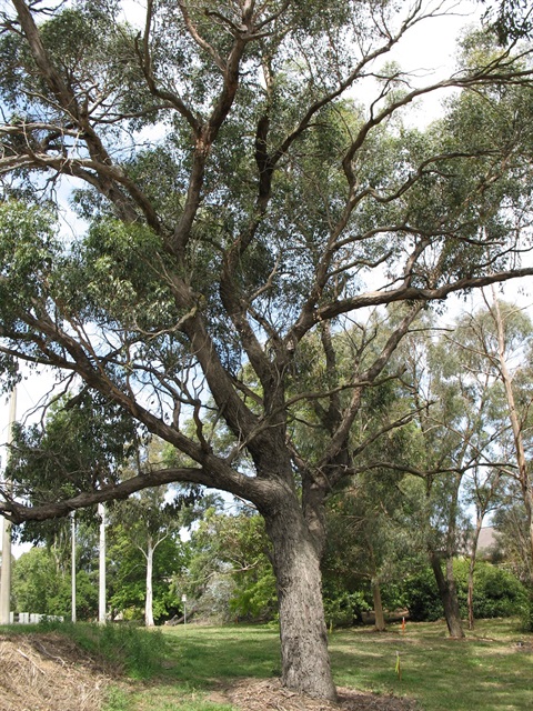 Eucalyptus yarraensis Yarra Ranges Local Plant Directory