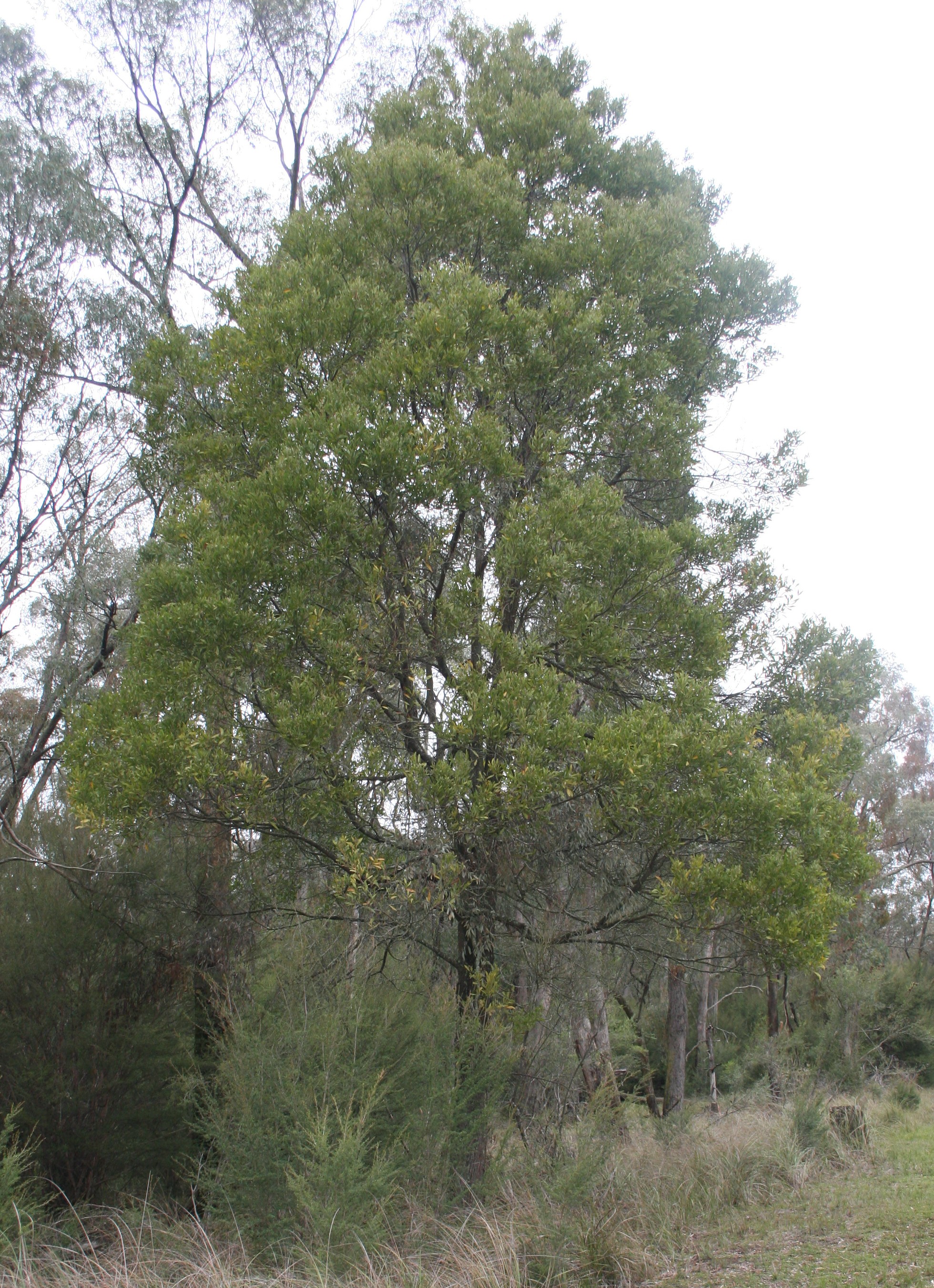 Acacia Melanoxylon Yarra Ranges Local Plant Directory