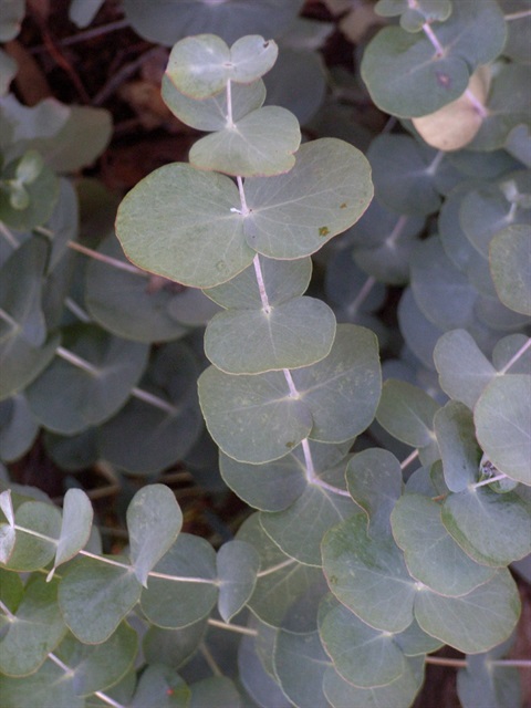 9B-5-Eucalyptus-cephalocarpa-juv-fol-Russell-Best.jpg