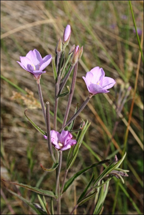 239B-2-Epilobium-pallidiflorum-fl-Ken-Harris.jpg