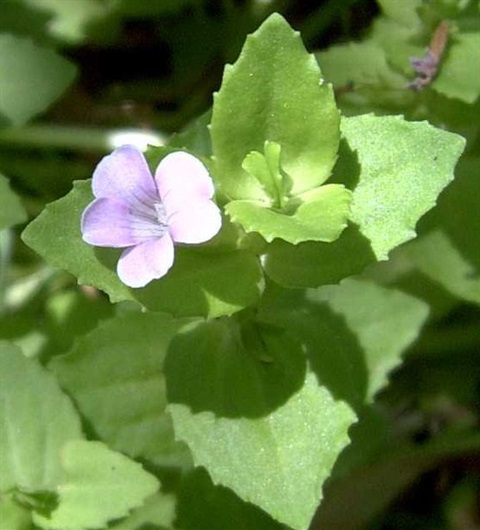 255B-2-Gratiola-peruviana-fl-fol-Heales-Sanc.jpg