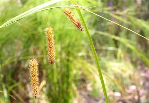 399B-3-Carex-fascicularis-fl-Marilyn-Gray.jpg