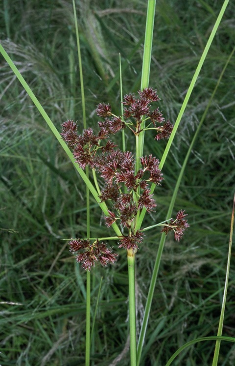 404B-2-Cyperus-gunnii-fl-Peter-Kinchington.jpg