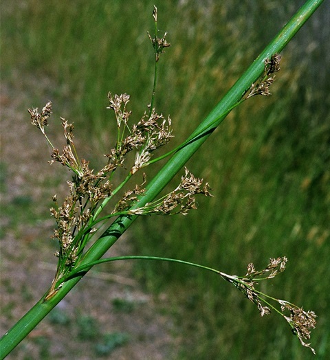 428B-2-Juncus-ingens-fl-2-Peter-Kinchington.jpg