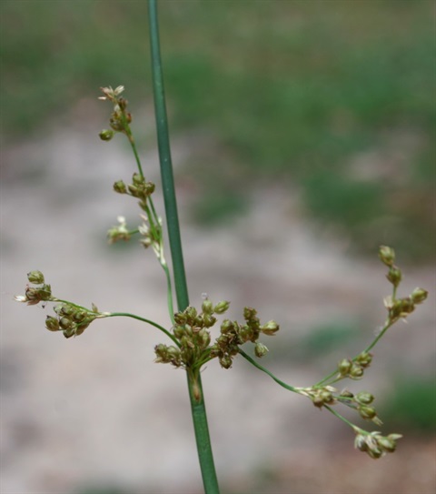 436B-2-Juncus-alexandri-fl-Marilyn-Gray.jpg