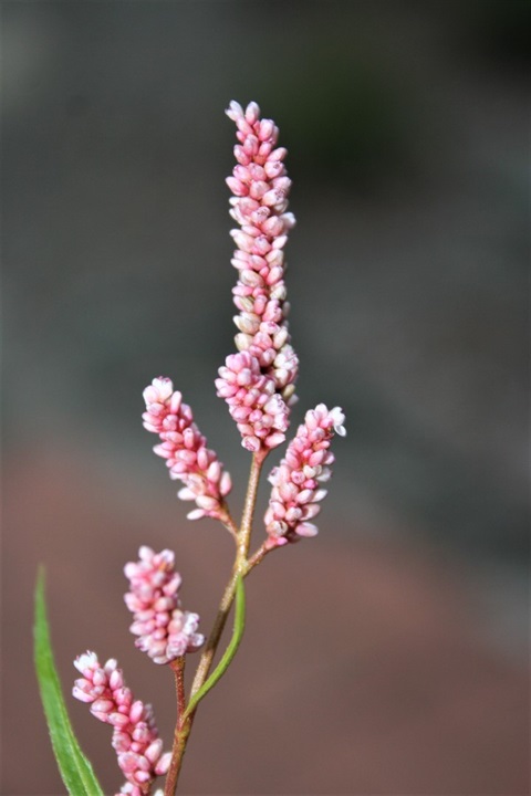 650B-4-Persicaria-decipiens-Marilyn-Gray-2.jpg