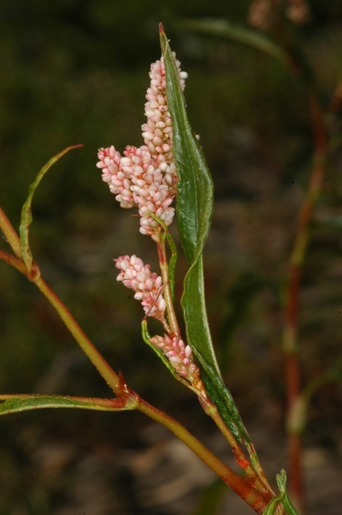 652B-2-Persicaria-lapathifolia-CL_1.jpg