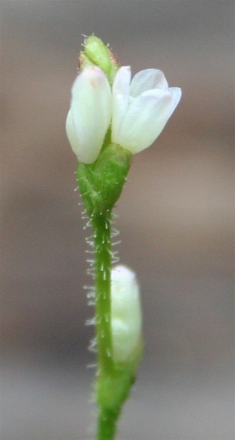 653B-2-Persicaria-praetermissa-fl-1-Marilyn-Gray.jpg