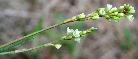 655B-2-Persicaria-subsessilis-fl-Marilyn-Gray.jpg