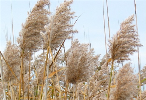 656B-3-Phragmites-australis-fl-Colleen-Miller.jpg