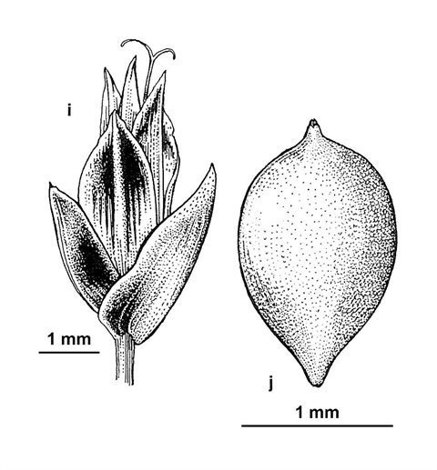 707B-Isolepis-producta-A.-barley.jpg